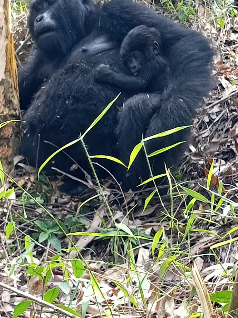 3-Day Rwanda-Uganda Gorilla Trekking Safari