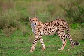 3-Day Adventure from Moshi to Serengeti and Ngorongoro