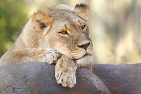 3-Day Private Safari to Central Serengeti & Ngorongoro