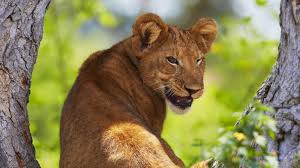 3-Day Mid Range Lodge Tarangire, Ngorongoro & Materuni