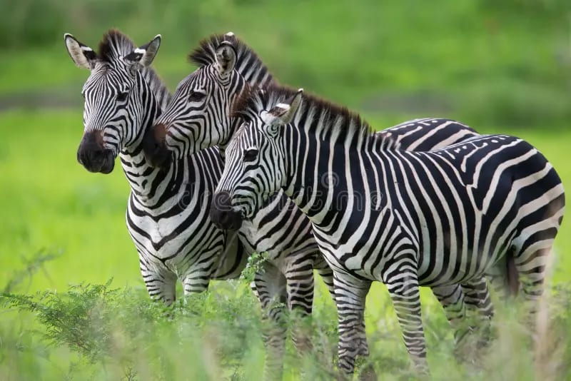 7天私人豪华Safari迁徙之旅