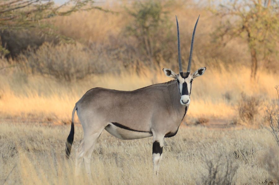 8-Day Journey to Wildlife Safari: Harar, Awash, and Bale Mountains