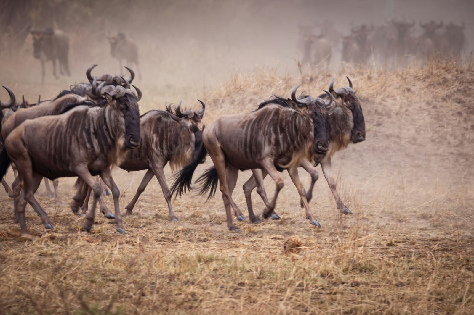 Tanzania 7-Day Migration Safari: Serengeti & Ngorongoro