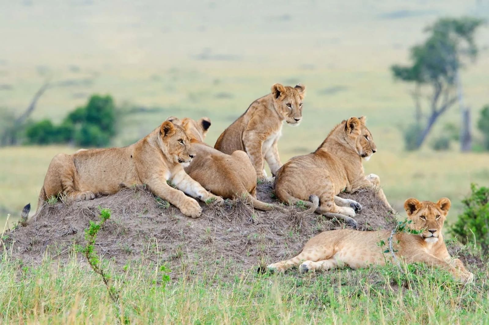 4日内从 Nairobi 前往 Serengeti、Ngorongoro 和 Dar Es Salaam