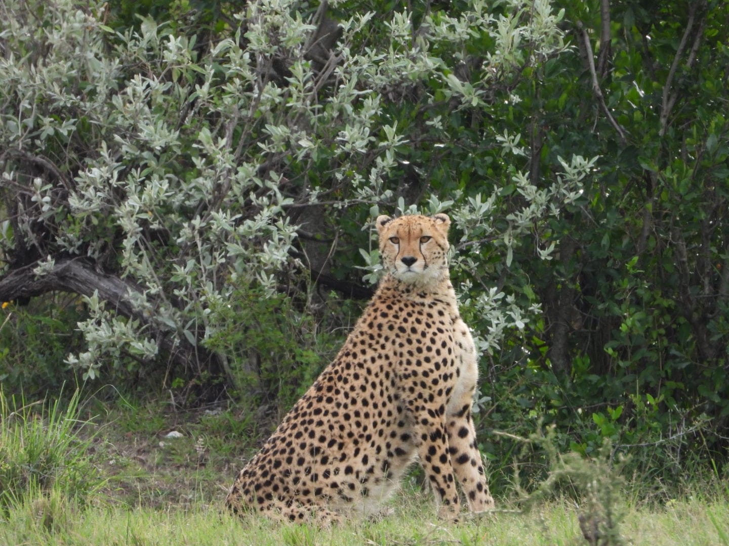 7-Day Masai Mara, Lake Nakuru, Lake Naivasha & Amboseli National Hotel