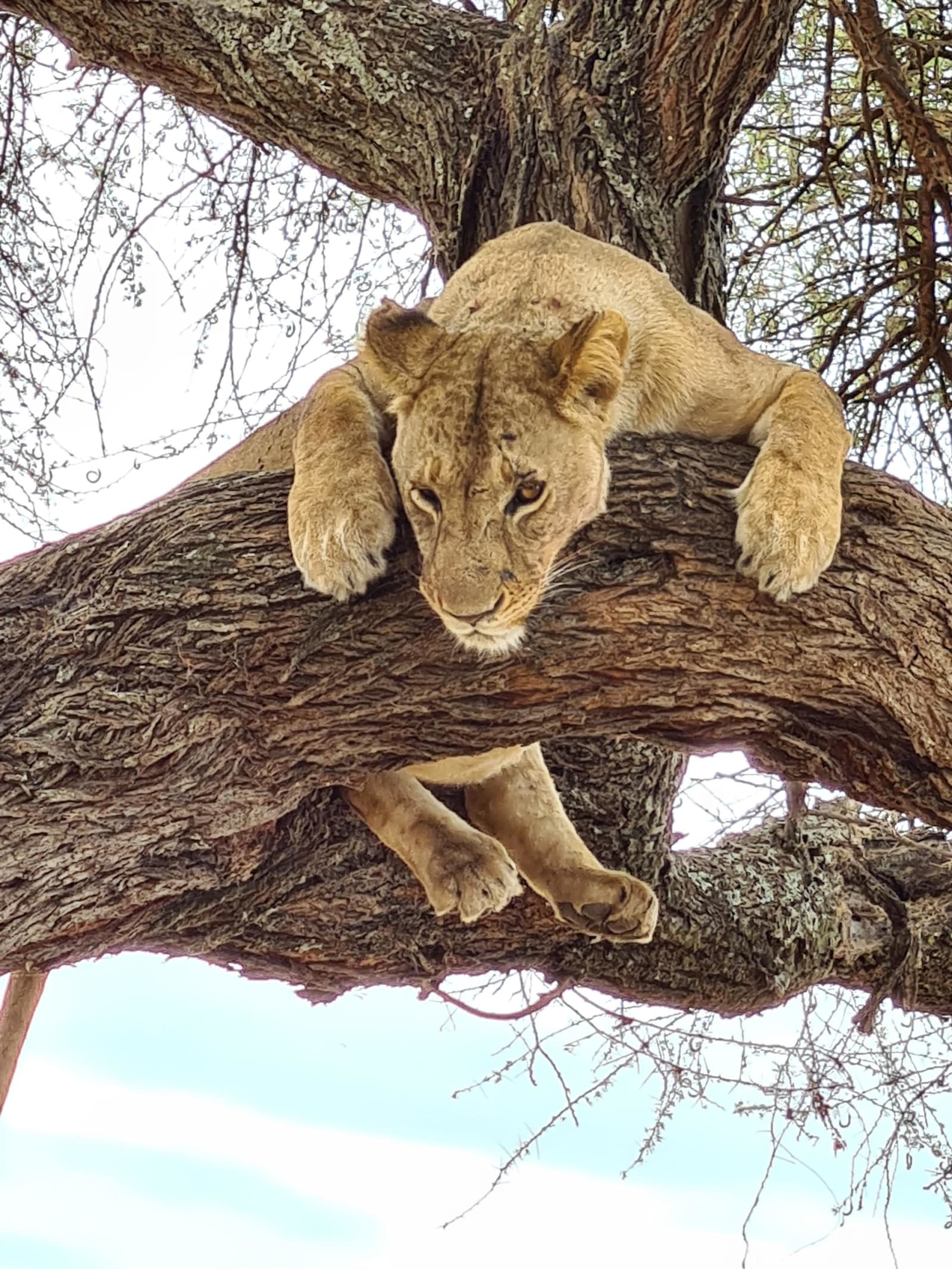 7-Day Tanzania Wildlife Safari with Cultural tour