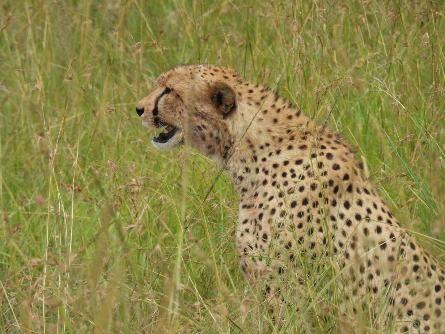 5-Day : Maasai mara, lake Nakuru, Lake Naivasha.
