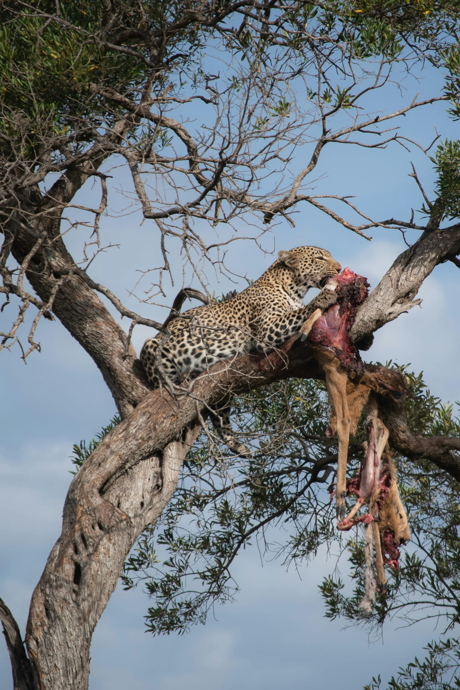 8-Day Wildlife Adventure Safari