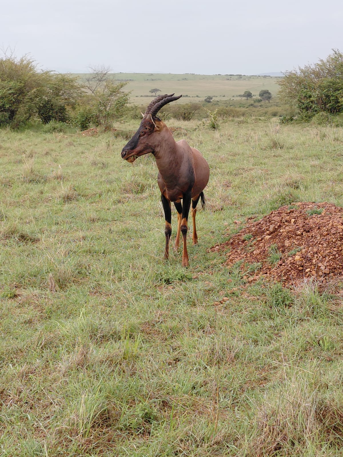 7-Day BEST OF THE KENYA SAFARI