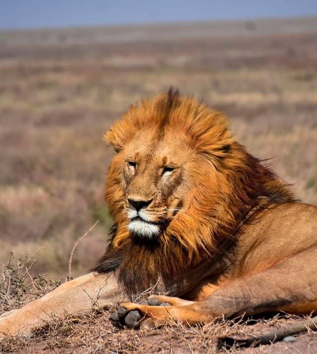 7-Day Tanzania Classic Safari & Nature Experience