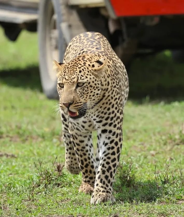 8-Day The Majestic Safari in the Northern Circuit