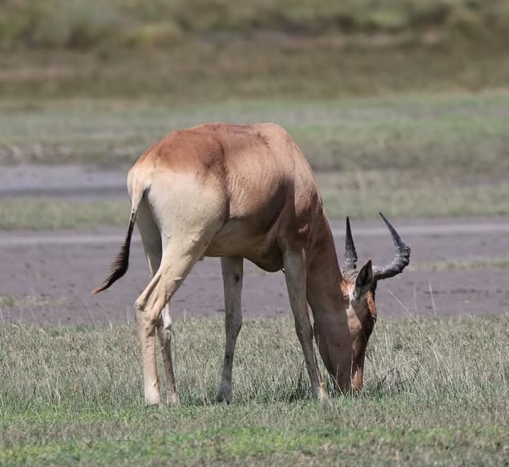 7-Day Ultimate Northern Tanzania Safari Adventure