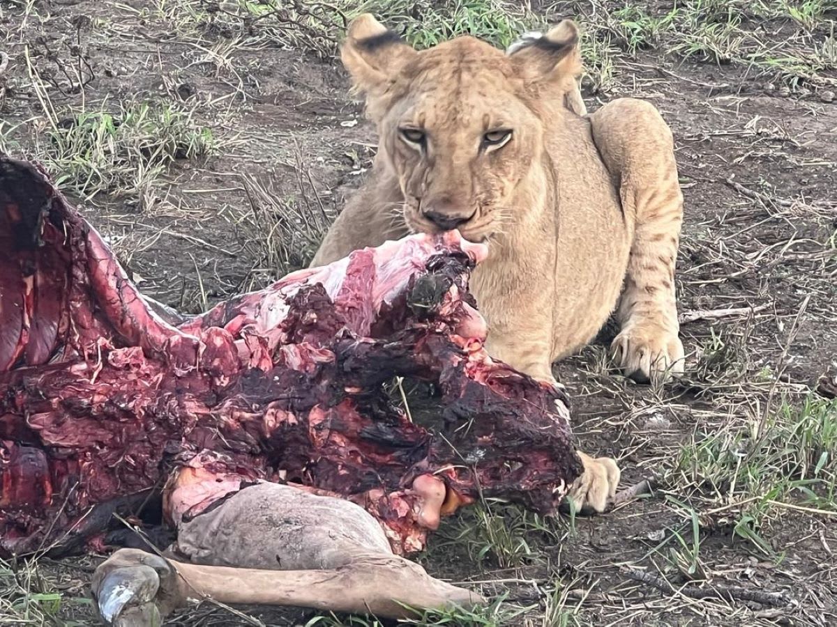 3-Day Mikumi National Park Guided Safari