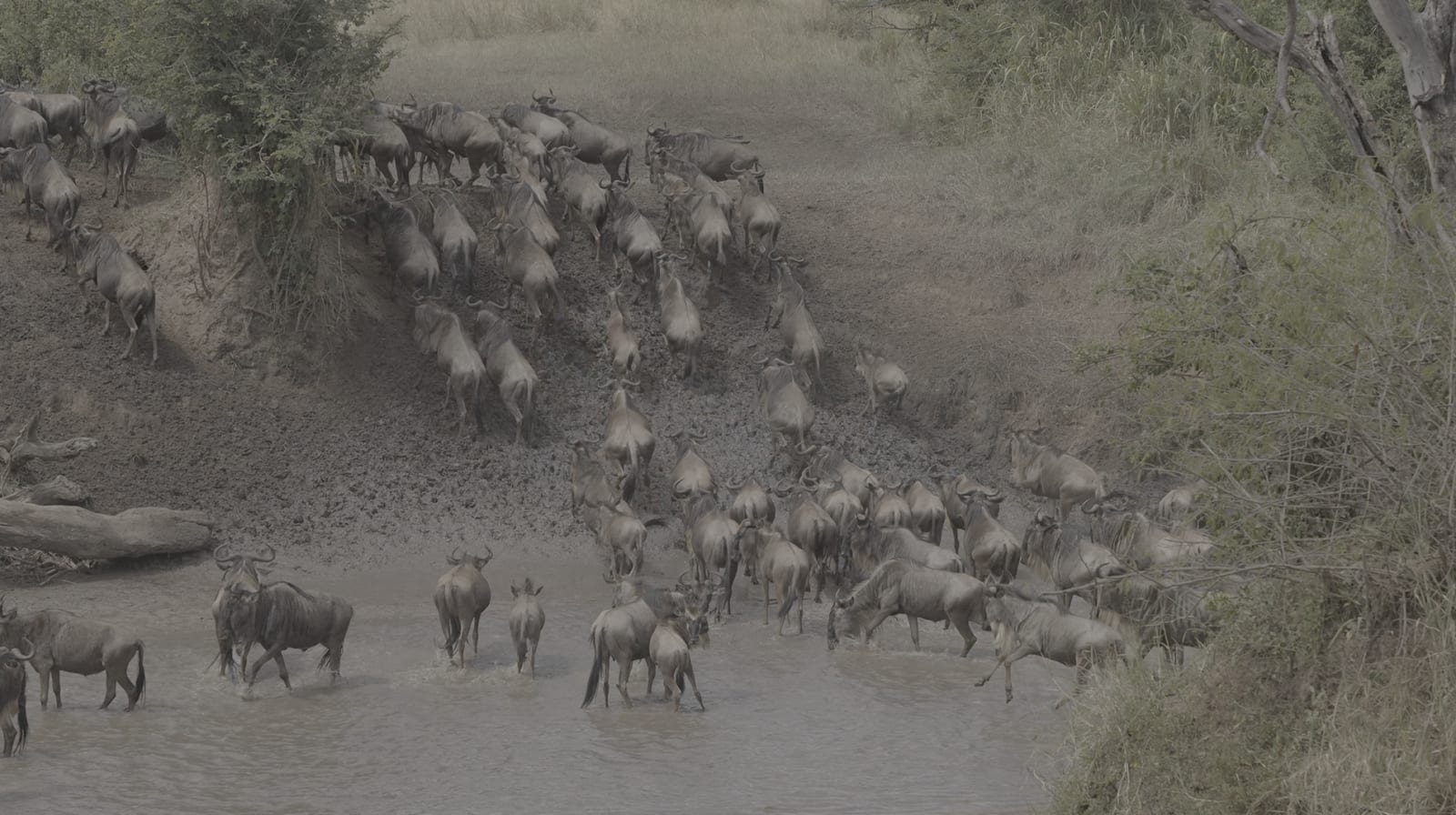 7-Day Best Value Serengeti River Crossing Migration Safari(Jul-Sept)