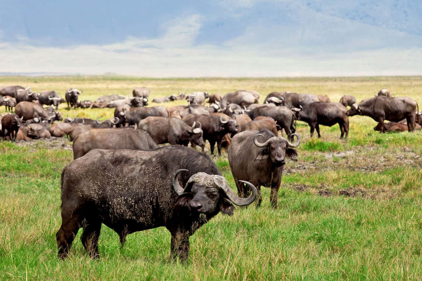 5-Day Seamless Big Five Northern Tanzania Private Safari