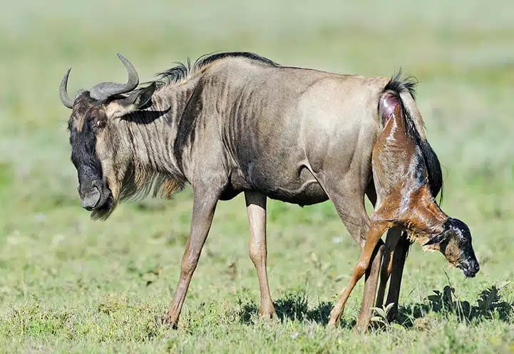 7-Day Best Value Ndutu Calving Migration Safari (Dec-Mar)