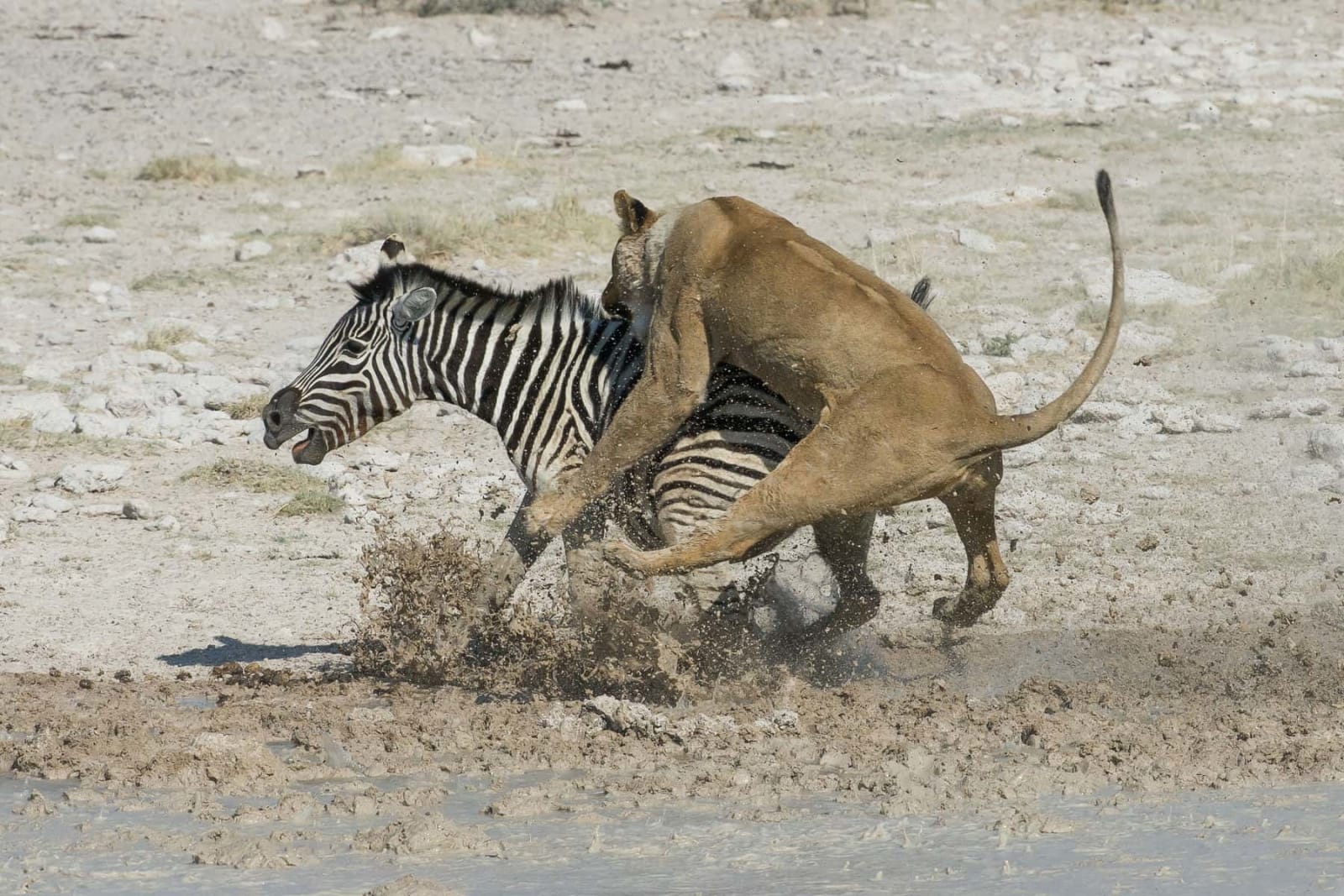16-Day Tanzania Northern Safari & Trekking Mount Meru