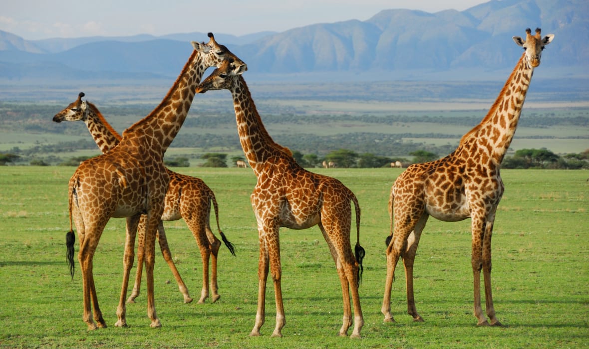 10-Day Wildlife Wonders & Zanzibar Paradise Adventure