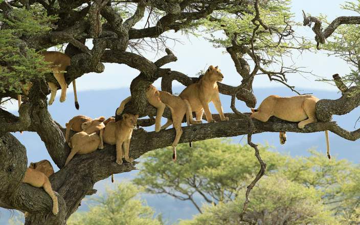 7-Day Tanzania Mid-Range Safari - Paradise of Elephants