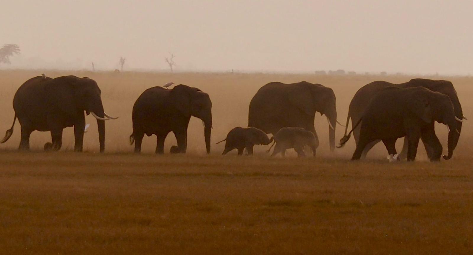 3-Day Flying Safari to Masai Mara
