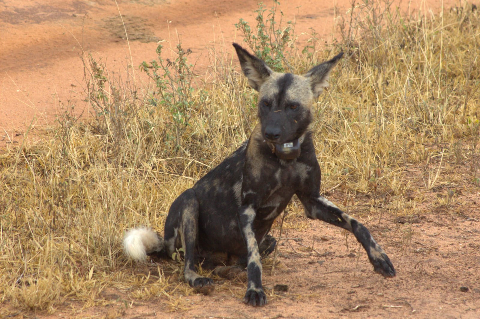 4-Day Tsavo Private Carnivore Tracking and Photographic Safari
