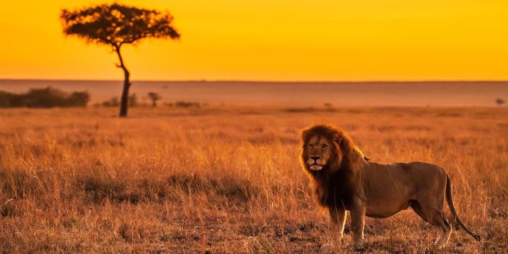 4-Day Highlights of Kenya