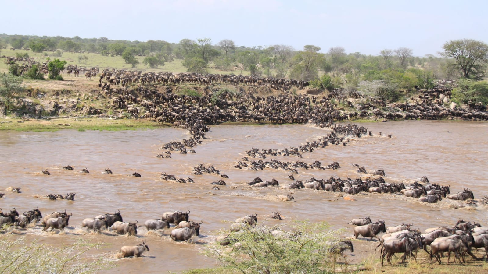 7-Day Mara River Crossing Safari