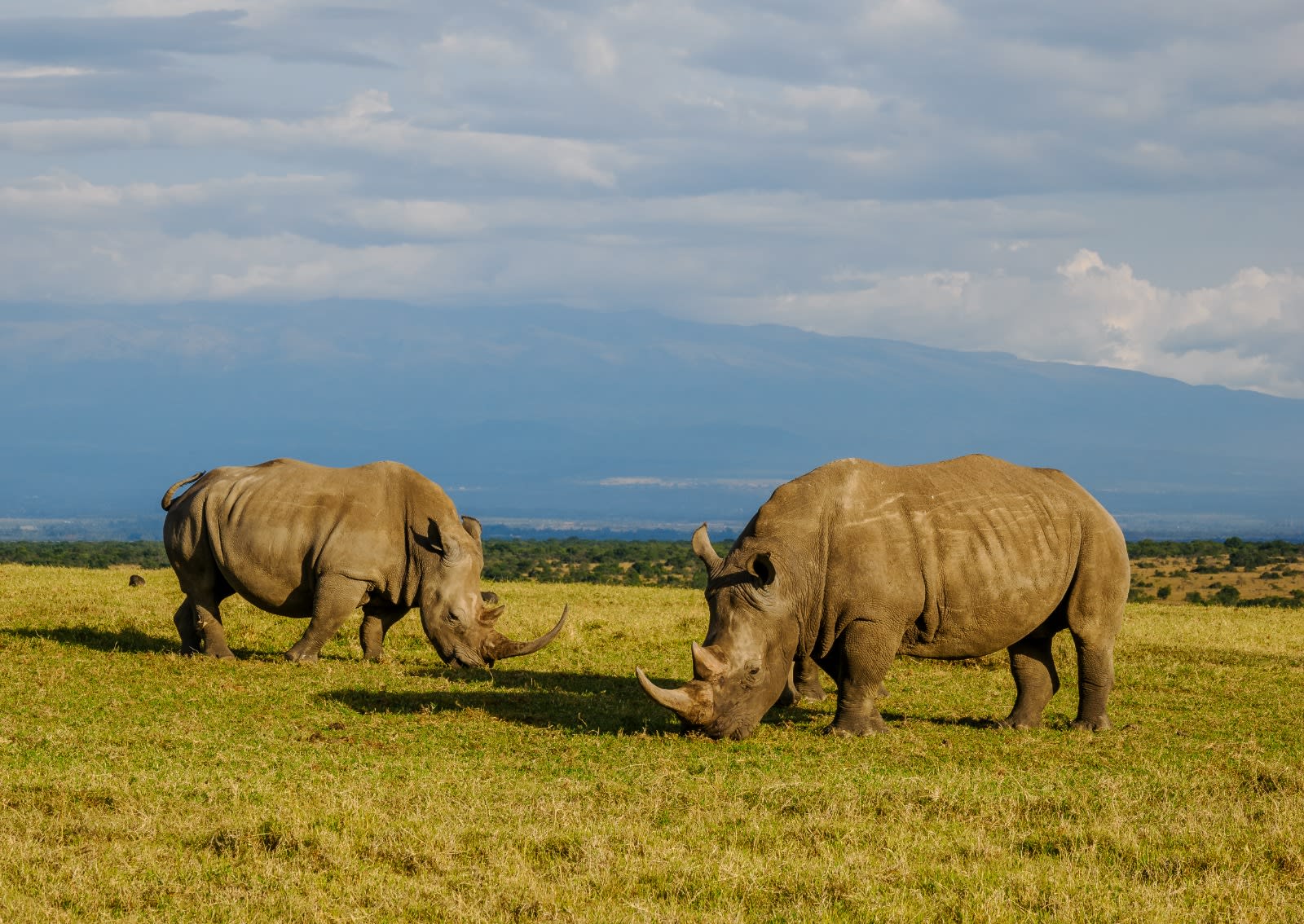 5-Day Ol Pejeta & Samburu Adventure
