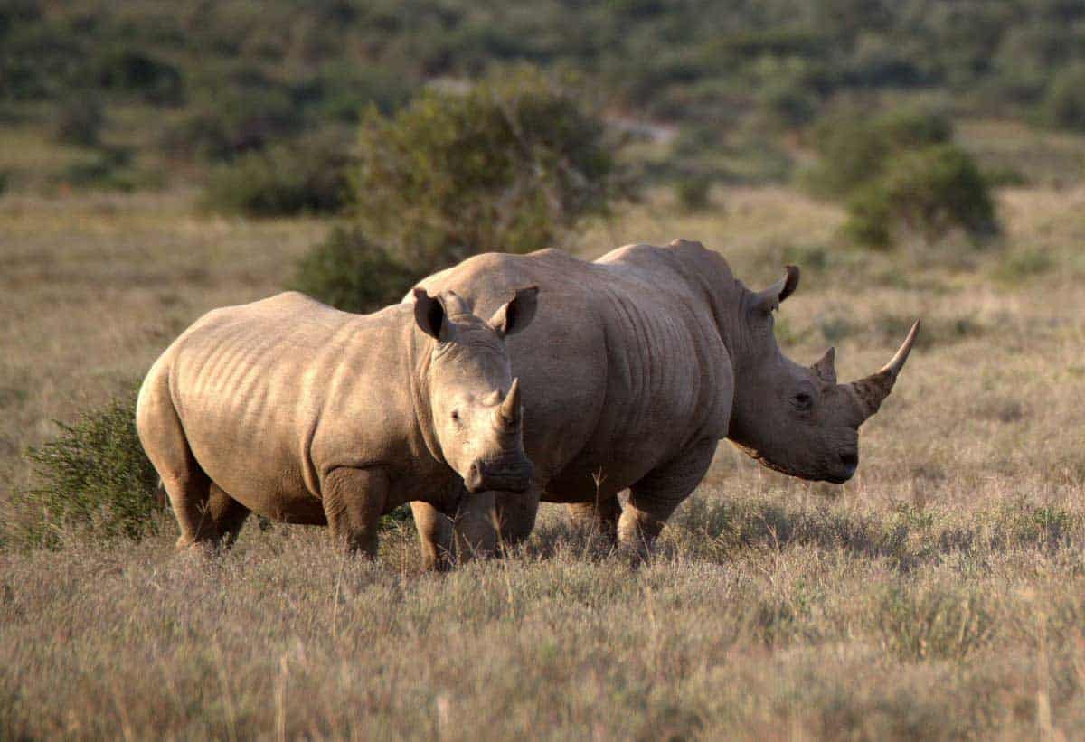 6-Day Big Five Safari