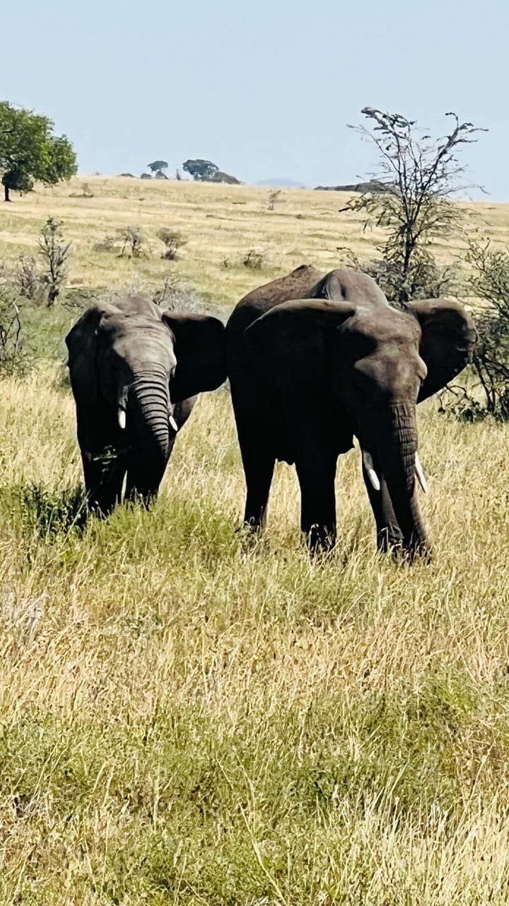 3-Day Classic Serengeti Safari Adventure