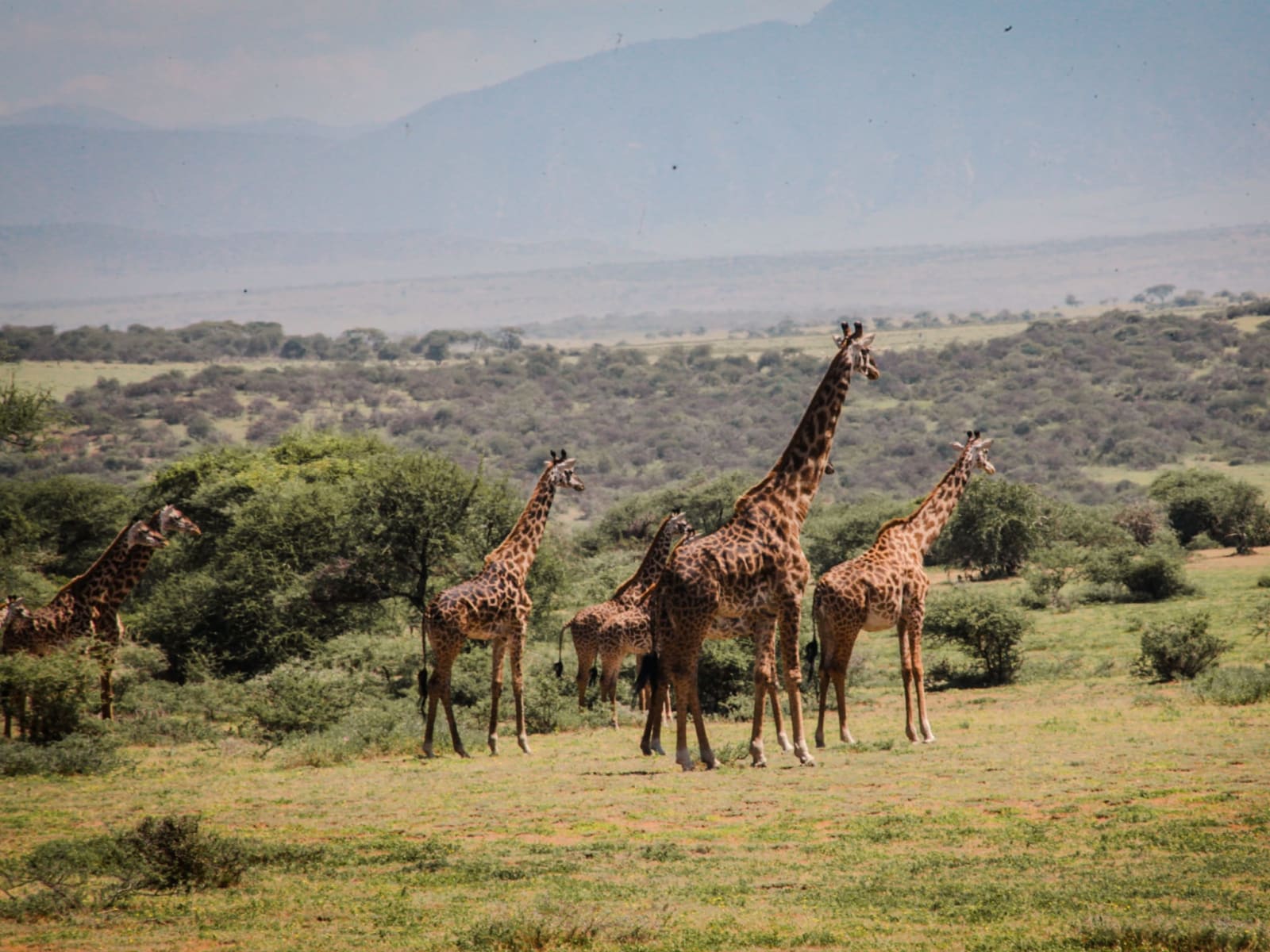 3-Day Zanzibar to Serengeti Fly-In Safari with Ngorongoro Crater Adventure