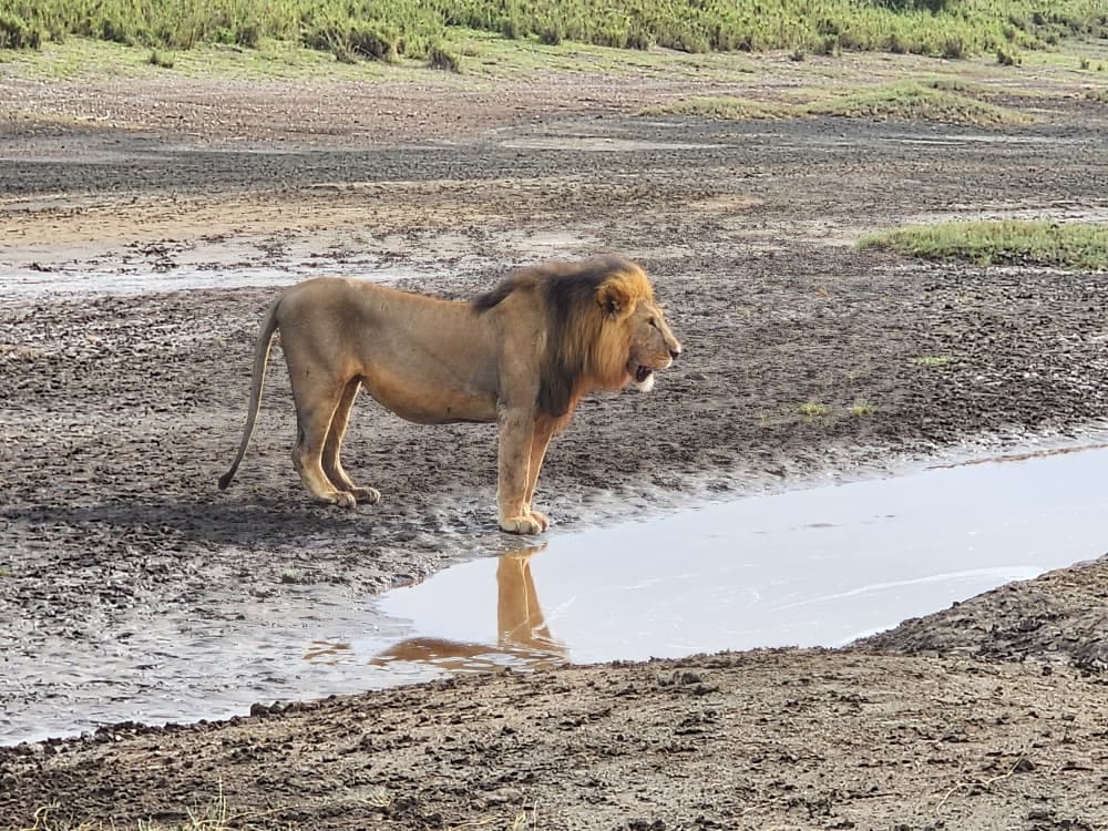 7-Day A Blend Of The Big Five And The Great Migration
