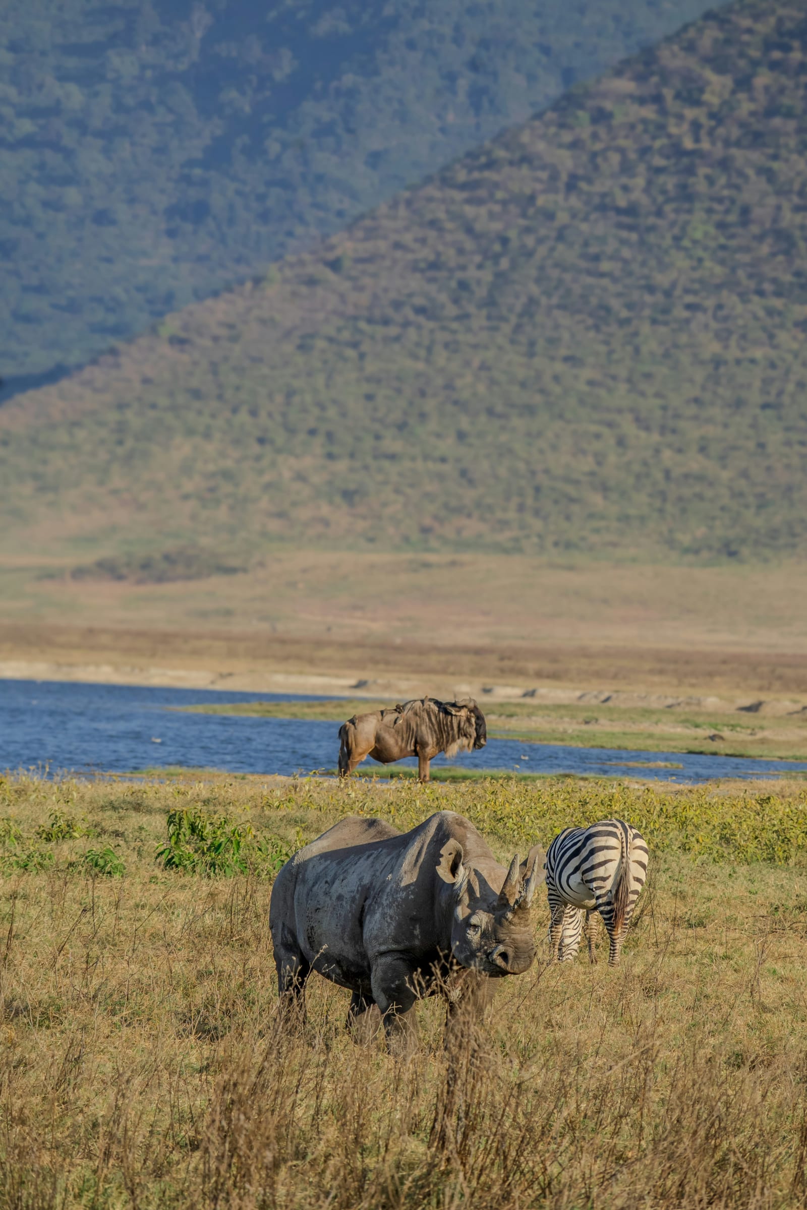 1-Day Ngorongoro Crater Safari: Big Five Wildlife