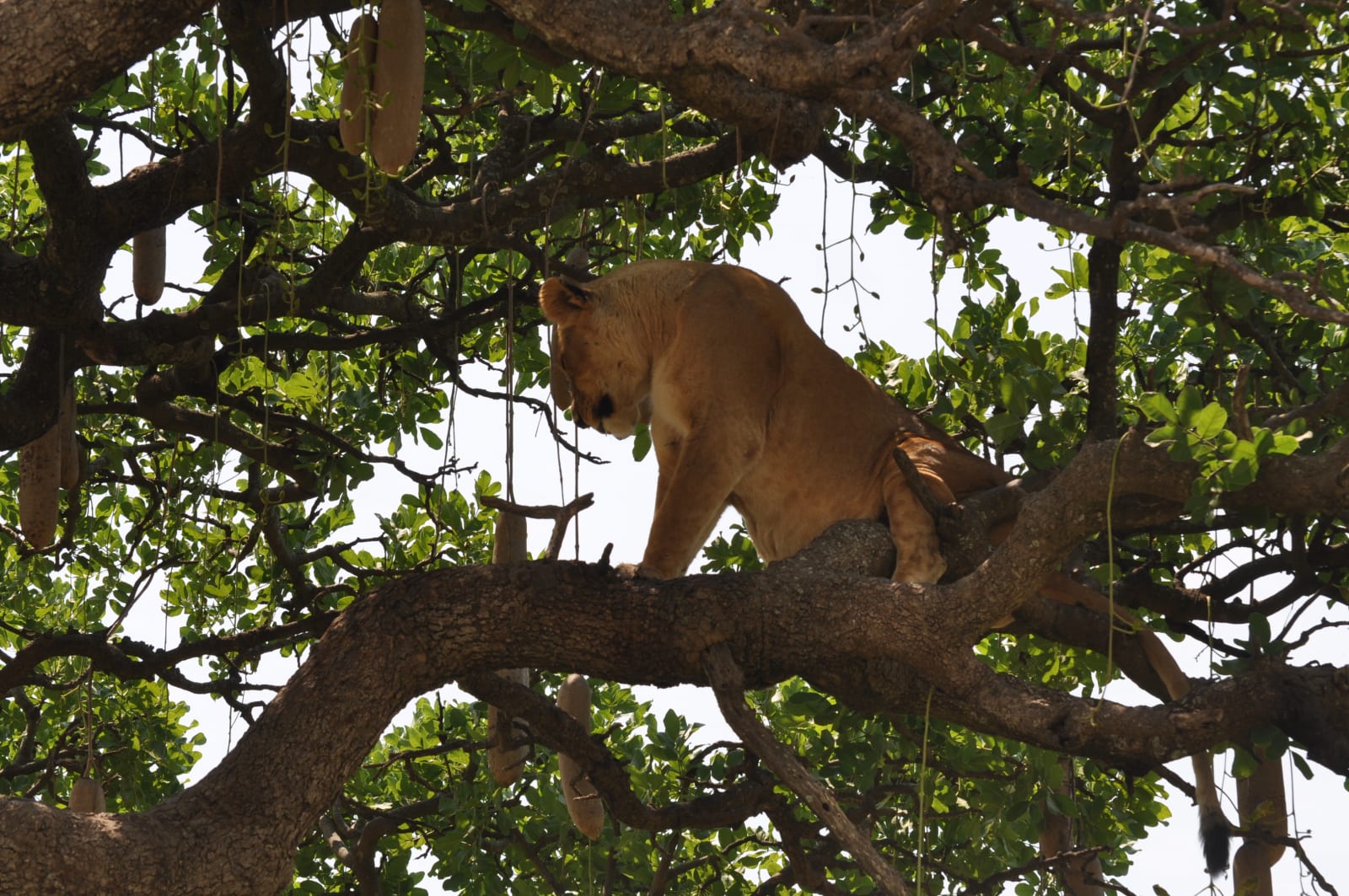 4-Day Taste of Tanzania Budget safari