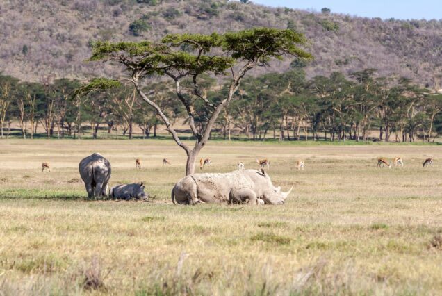 3-Day Tanzania Big 5 Budget Safar
