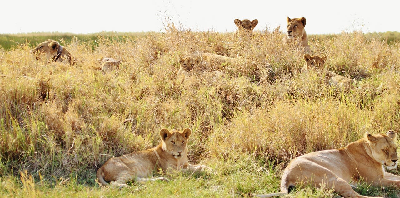3-Day Luxury Tanzania Wildlife Safari
