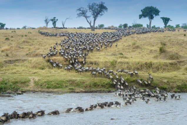 4-Day Annivesary Fly in Tour Serengeti and Ngorongoro