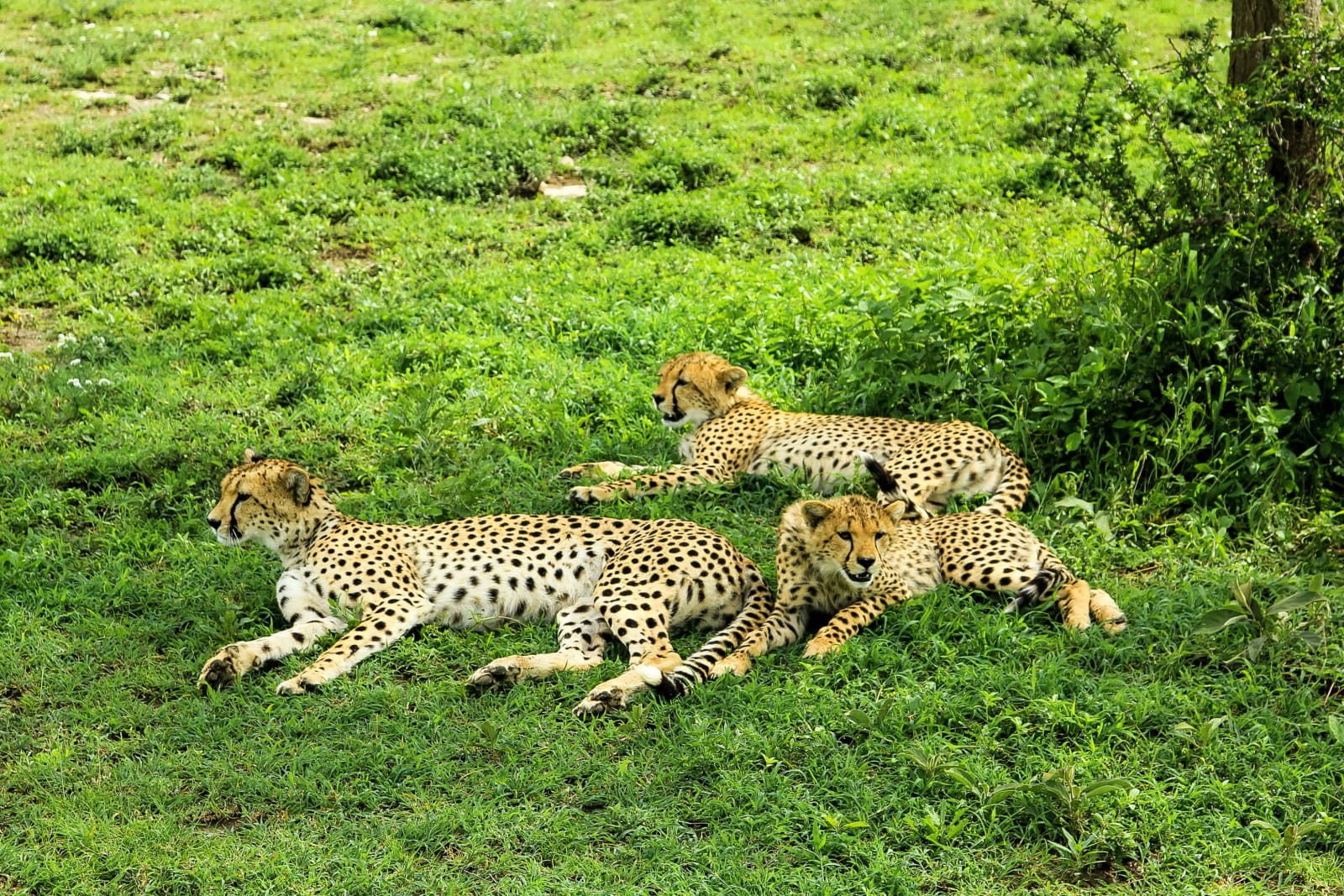 2-Day Fly-In Safari Escape | Tarangire & Ngorongoro Crater