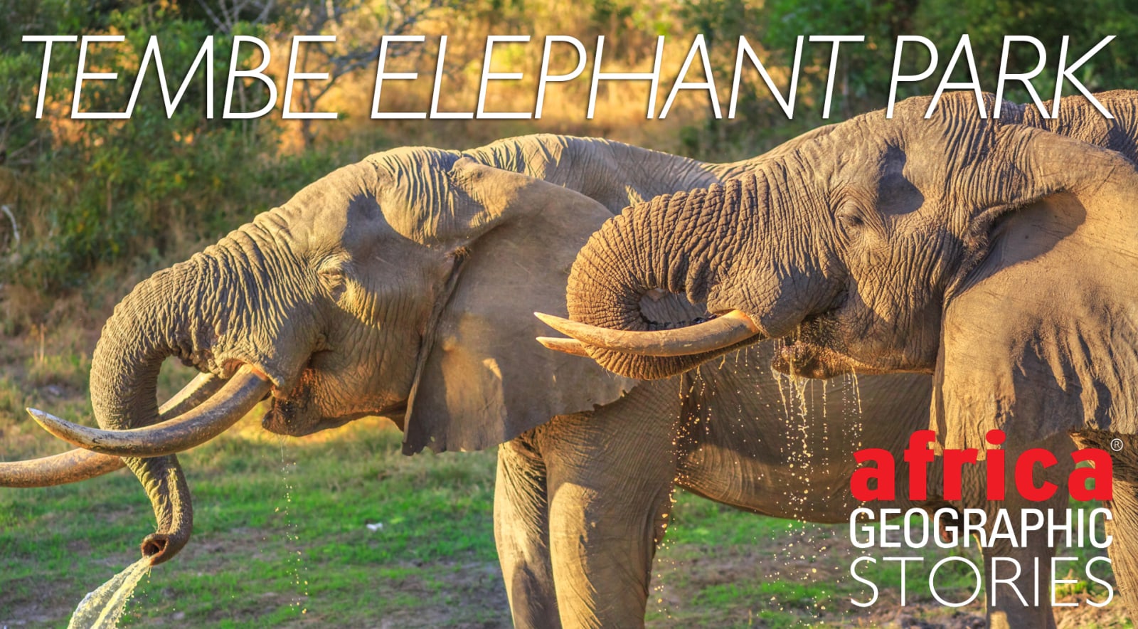 Tembe Elephant Park
