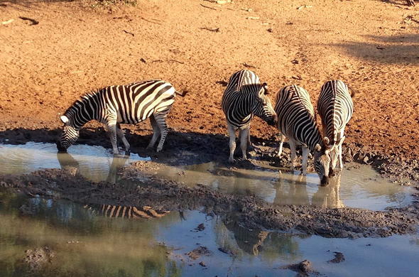 uMkhuze Game Reserve