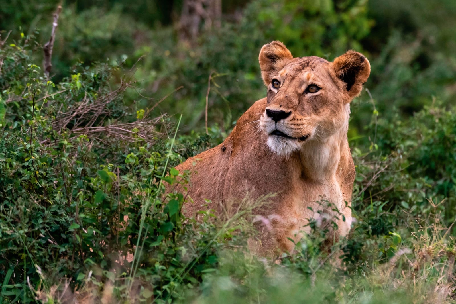 Maasai Mara