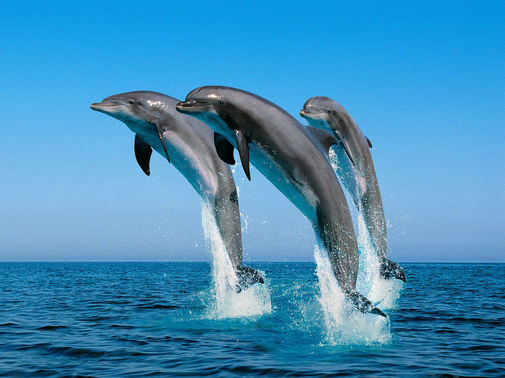 Kisite Mpunguti Marine National Park & Reserve