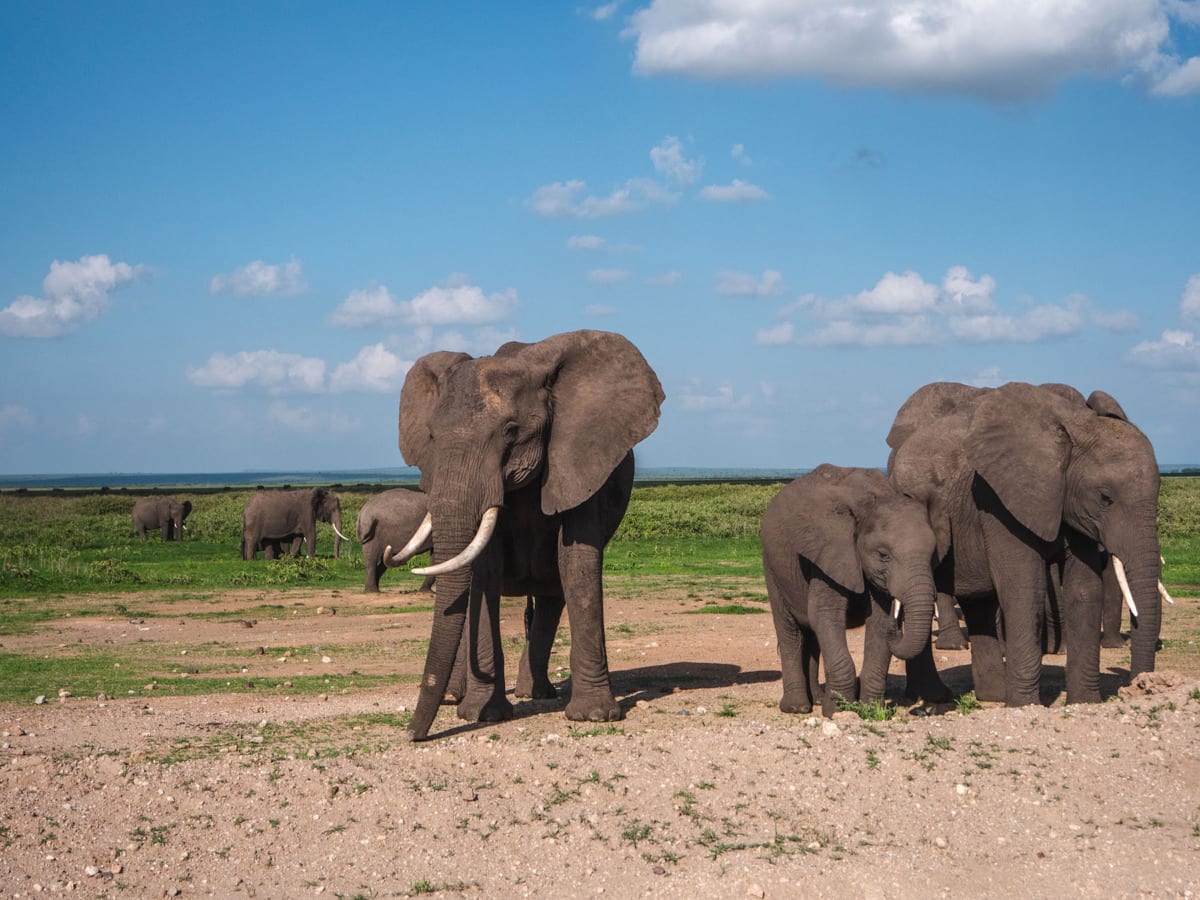 Amboseli Road