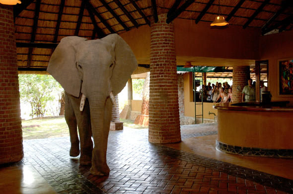 Mfuwe