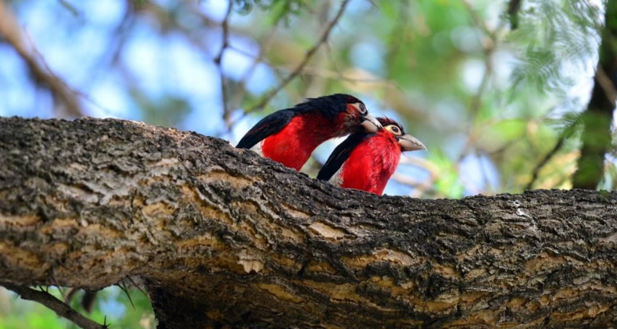 Bururi Forest Nature Reserve