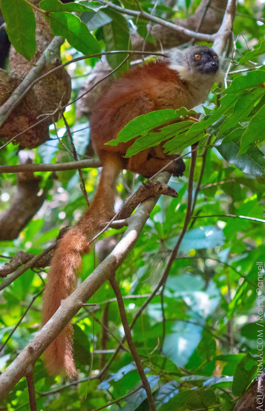 Lokobe National Park