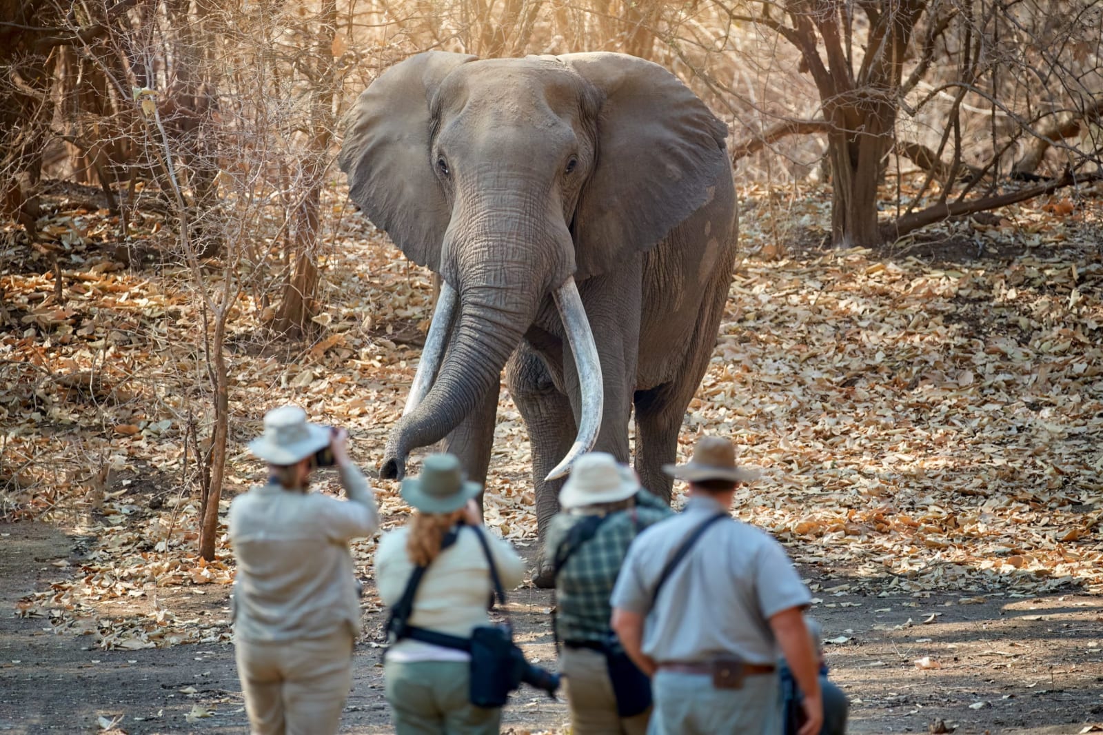 North Luangwa National Park North Gate