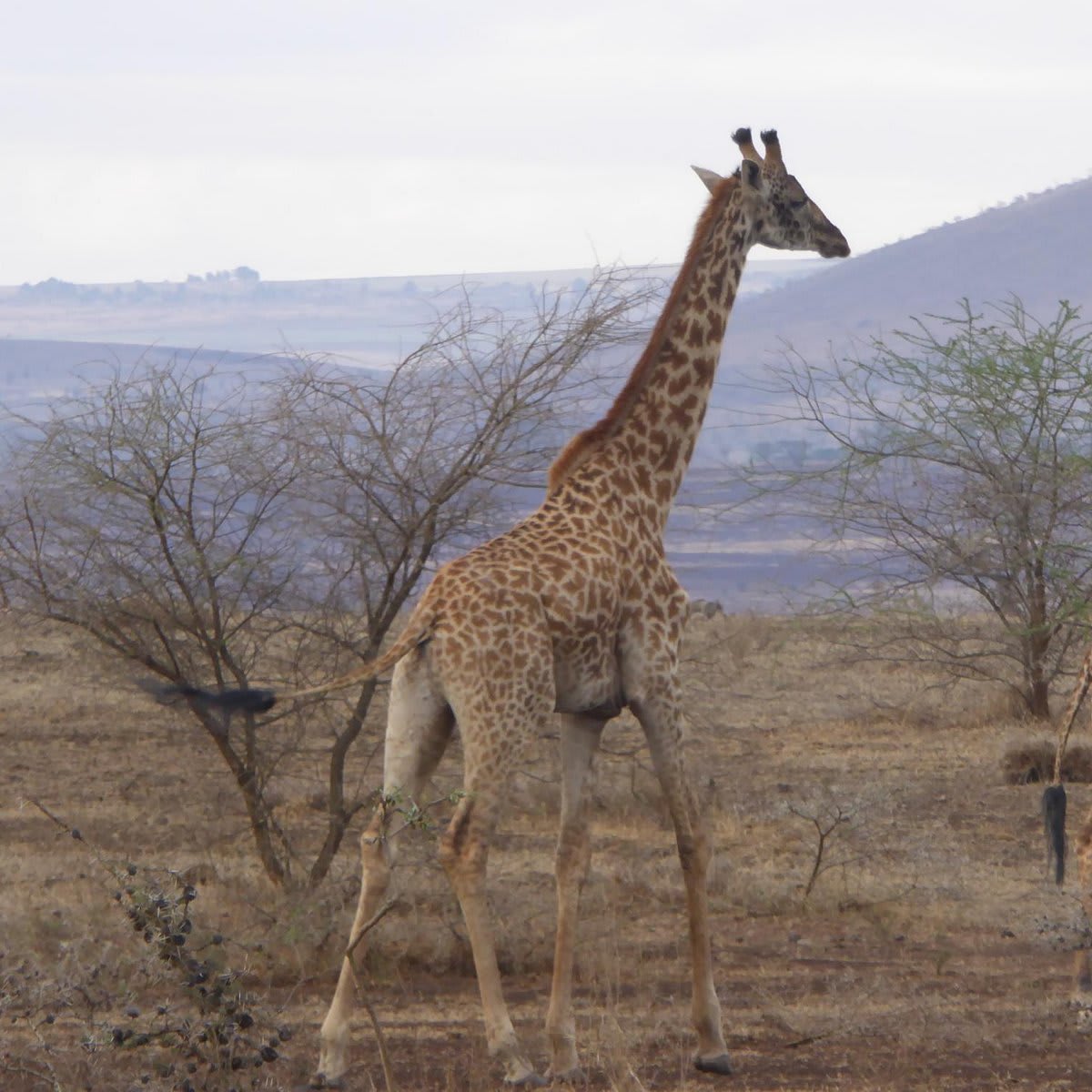 Olpopongi Maasai Cultural Village & Museum