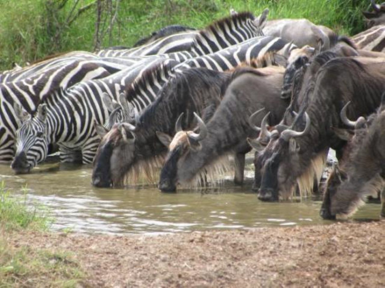 3-Day Ndutu Great migration Safari