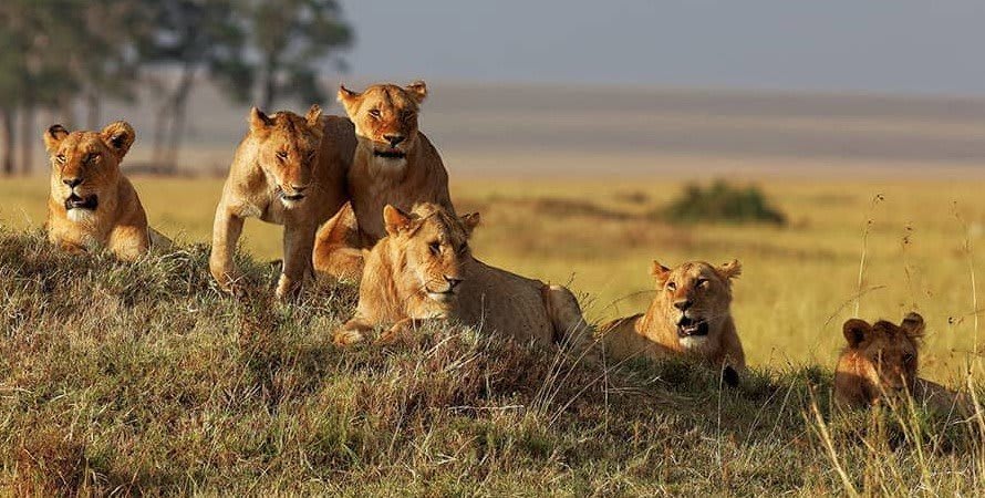 Mara North Conservancy